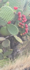 (c) Irving Merino, some rights reserved (CC BY) Opuntia pilifera, photograph (c) Irving Merino, some rights reserved (CC BY)