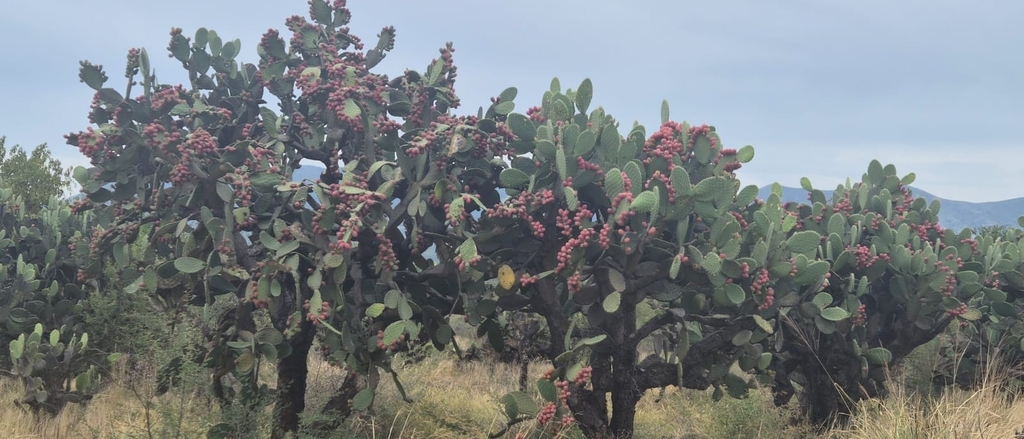 Opuntia pilifera; photograph (c) Irving Merino, some rights reserved (CC BY)