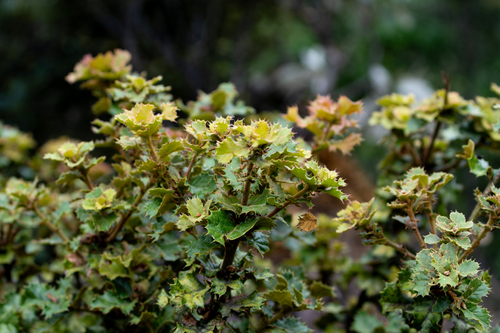 Quercus semecarpifolia, photograph 1