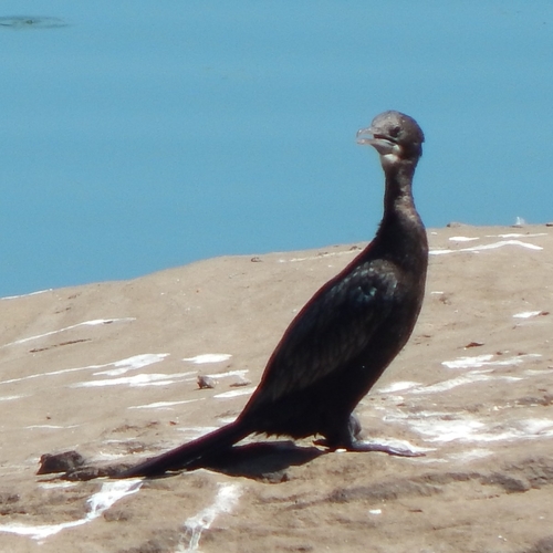 Little Cormorant