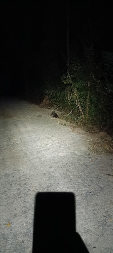 Crested Porcupine
