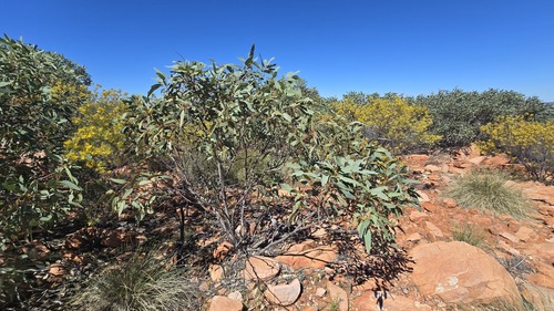 Eucalyptus gillenii, 2026-08-31