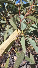 Eucalyptus gillenii, photograph Petra Holland, CC BY, iNaturalist via GBIF