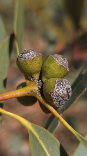 Eucalyptus gillenii, photograph 2