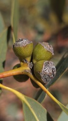 Eucalyptus gillenii, photograph Petra Holland, CC BY, iNaturalist via GBIF