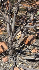 Eucalyptus gillenii, photograph Petra Holland, CC BY, iNaturalist via GBIF