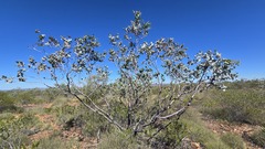 Eucalyptus gamophylla, photograph (c) Petra Holland, some rights reserved (CC BY)