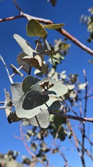 Eucalyptus gamophylla, photograph (c) Petra Holland, some rights reserved (CC BY)