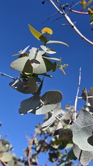 Eucalyptus gamophylla, photograph (c) Petra Holland, some rights reserved (CC BY)