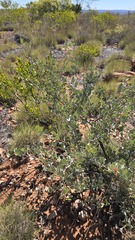 (c) Petra Holland, some rights reserved (CC BY) Grevillea wickhamii, photograph (c) Petra Holland, some rights reserved (CC BY)