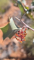 Grevillea wickhamii, photograph (c) Petra Holland, some rights reserved (CC BY)