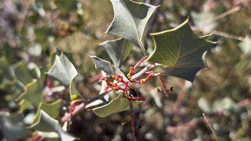 Grevillea wickhamii, photograph 4