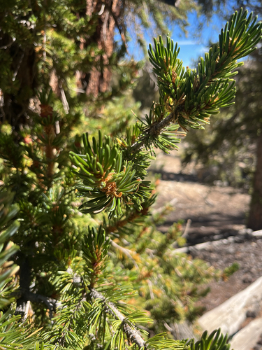 Pinus longaeva, photograph 5