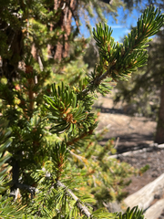 (c) Nelson Balcar, some rights reserved (CC BY) Pinus longaeva, photograph (c) Nelson Balcar, some rights reserved (CC BY)
