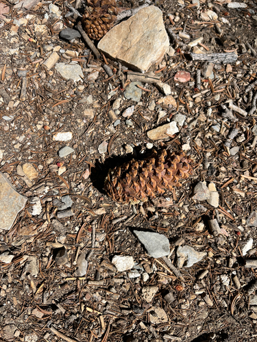 Pinus longaeva, photograph 6