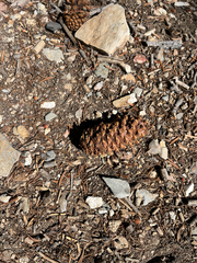 Pinus longaeva, photograph (c) Nelson Balcar, some rights reserved (CC BY)