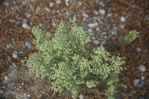 Coulter's horseweed
