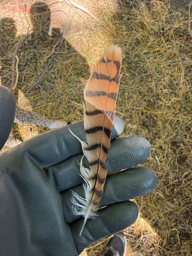 American Kestrel