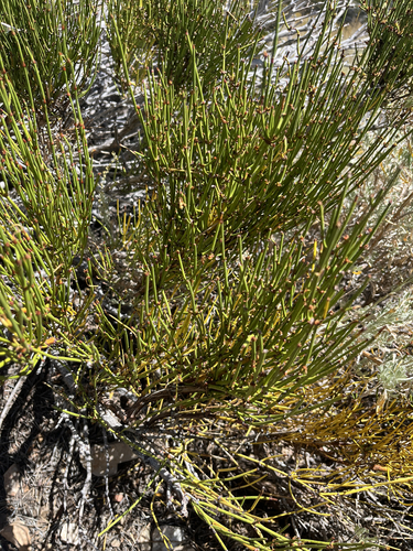 Ephedra viridis, photograph 3