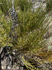 Ephedra viridis, photograph (c) Nelson Balcar, some rights reserved (CC BY)