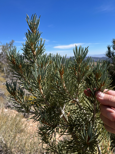 Pinus monophylla, photograph 3
