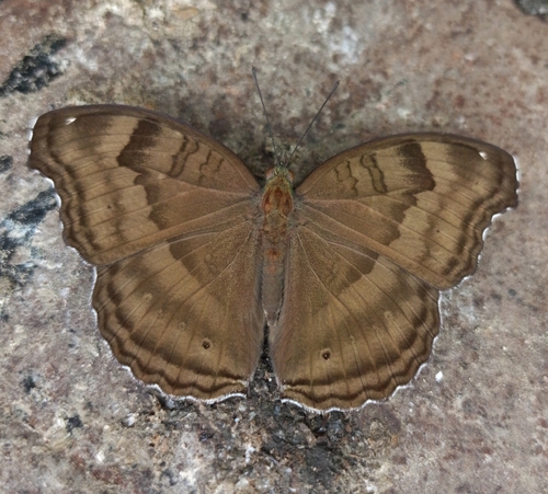 Chocolate Pansy