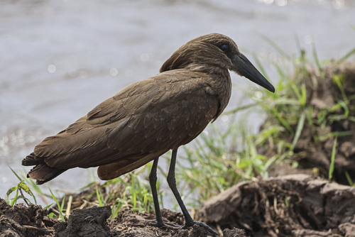 iNaturalist image