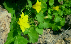 Eucnide bartonioides