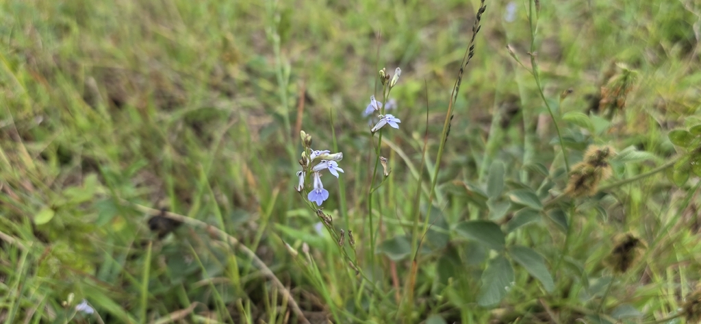 Lobelia flaccida; photograph (c) Suvarna Parbhoo Mohan, some rights reserved (CC BY-SA)
