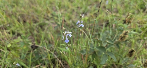 Lobelia flaccida