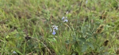 Lobelia flaccida