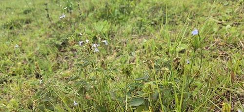 Lobelia flaccida, photograph 1