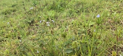 (c) Suvarna Parbhoo Mohan, some rights reserved (CC BY-SA) Lobelia flaccida, photograph (c) Suvarna Parbhoo Mohan, some rights reserved (CC BY-SA)