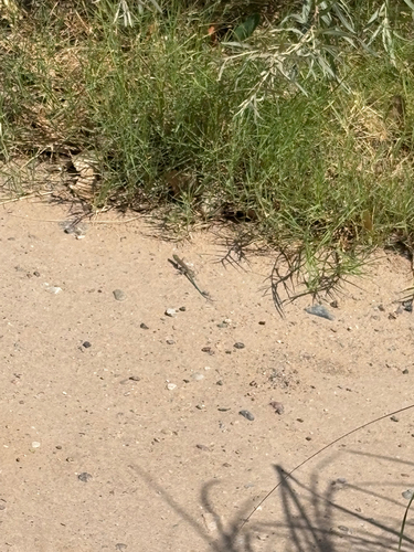 Little Striped Whiptail
