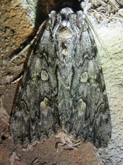 Catocala coccinata