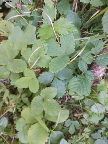 woodland strawberry