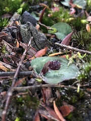 Corybas unguiculatus
