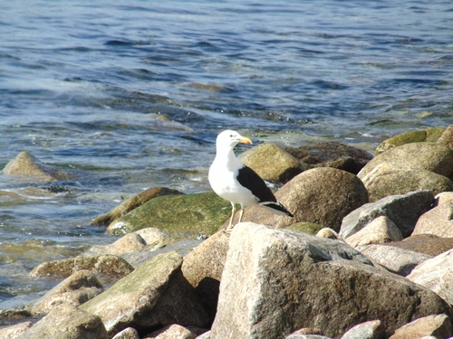 iNaturalist: (c) Florencia Contreras, some rights reserved (CC BY-NC), uploaded by Florencia Contreras iNaturalist image