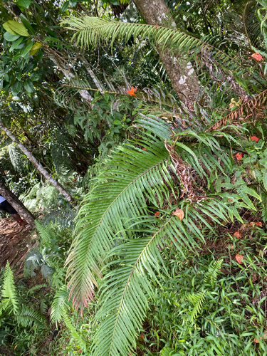 Oriental Blechnum