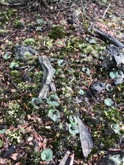 Corybas unguiculatus