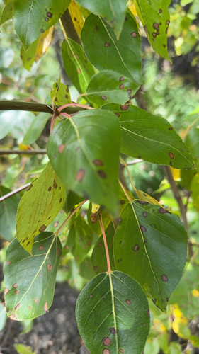 balsam poplar