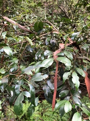 Syzygium australe