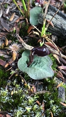 Corybas unguiculatus
