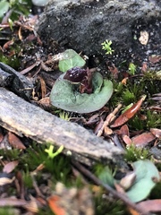 Corybas unguiculatus