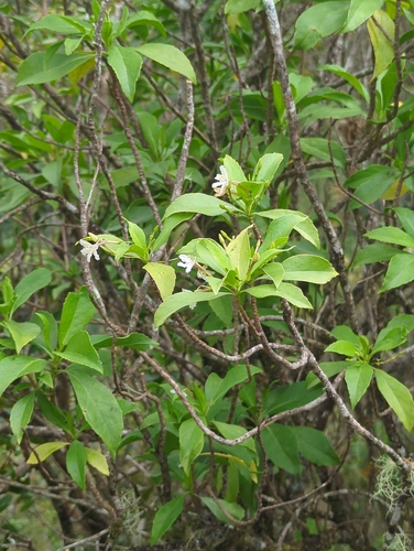 Scaevola gaudichaudiana, photograph 1