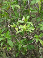 Scaevola gaudichaudiana