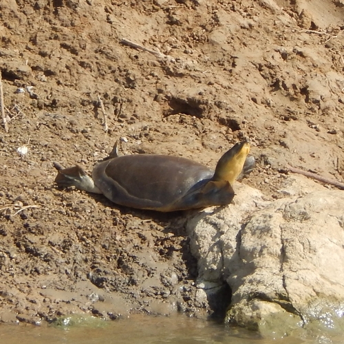 Sri Lankan Flapshell Turtle