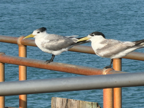 iNaturalist image