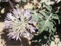 Centaurea pumilio