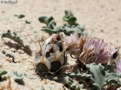 Centaurea pumilio